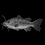Burnt Bullhead